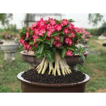 adenium plant (9)-4449739-50251.webp